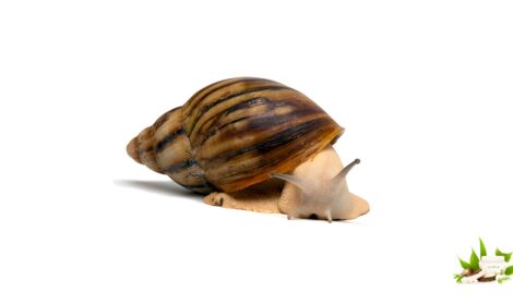 Archachatina Marginata