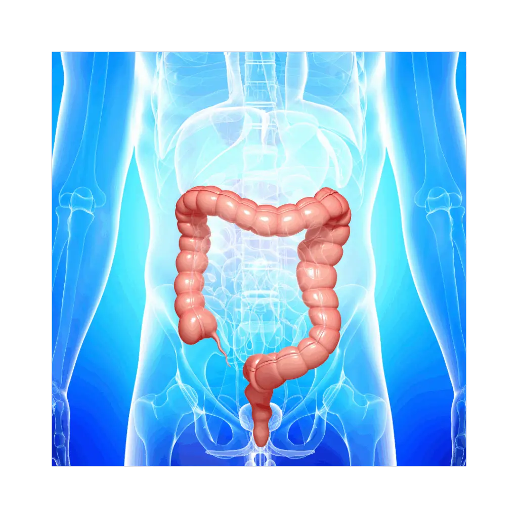 Дебело черво