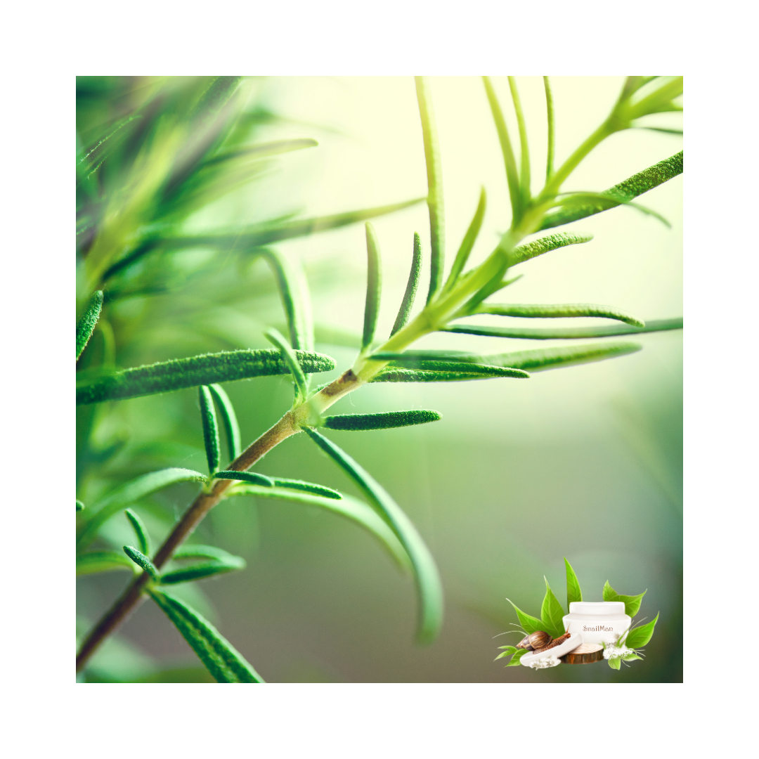 Снимка на розмарин сред природата